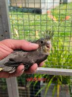 Handtamme valkparkiet, Dieren en Toebehoren, Geringd