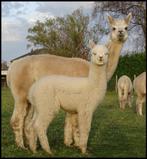 alpaca merrie, Dieren en Toebehoren, Overige Dieren, Vrouwelijk