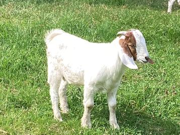 Boerbokje beschikbaar voor biedingen