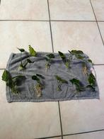 Anubias stekjes, Dieren en Toebehoren, Vissen | Aquaria en Toebehoren, Ophalen, Zo goed als nieuw