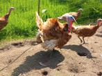 Broedeieren kalkoenen, Dieren en Toebehoren