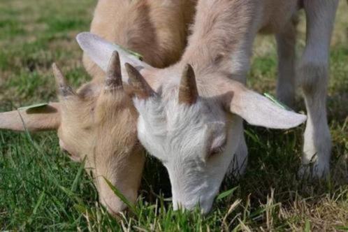 Geitjes of materialen voor geitjes kopen of verkopen., Animaux & Accessoires, Moutons, Chèvres & Cochons, Chèvre