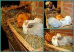 Cochin kriel kippen in vele verschillende kleuren, Plusieurs animaux, Poule ou poulet