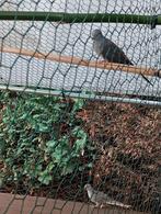 Koppeltje diamant duifjes 25, Dieren en Toebehoren