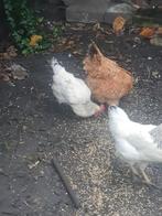 Drie kippen, Dieren en Toebehoren, Pluimvee