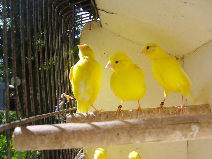 kanaries geringd 2025, Dieren en Toebehoren, Vogels | Kanaries, Kleurkanarie