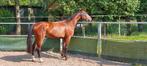 SPRINGPAARD 3J SUPER TALENT, Dieren en Toebehoren, Merrie, Springpaard, Gechipt, 3 tot 6 jaar