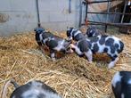 Biggen Berkshire  x pietrain, Dieren en Toebehoren, Schapen, Geiten en Varkens, Varken, 0 tot 2 jaar