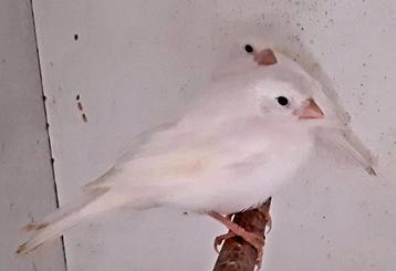 Te koop witte kanaries beschikbaar voor biedingen
