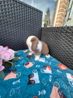 Zeer knap choco bont BO minilop rammetje, Mannelijk, Dwerg, Hangoor, 0 tot 2 jaar