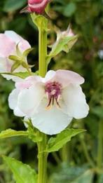 Verbascum blattaria / mottenkruid, Volle zon, Tweejarig, Zomer, Ophalen
