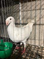 Deutsche schautauben, Dieren en Toebehoren, Vogels | Duiven