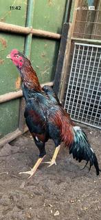 Mooie jonge gezonde shamo haan, Animaux & Accessoires