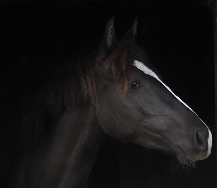 Te koop: mooie en lieve 6 jarige merrie, Dieren en Toebehoren, Paarden, Merrie, B, Minder dan 160 cm, 3 tot 6 jaar, Recreatiepaard