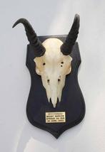 Schedel MOUNTAIN REEDBUCK op zwart houten schild (ref. A), Collections, Collections Animaux, Enlèvement ou Envoi, Utilisé, Animal sauvage