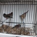 Ceresamadines, Dieren en Toebehoren