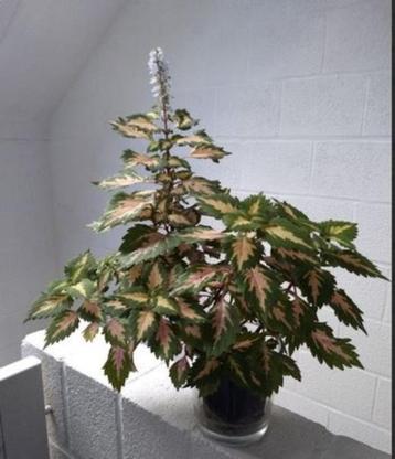 Siernetel - Coleus (kamerplant) beschikbaar voor biedingen