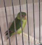 Gezocht agapornis cana, Animaux & Accessoires, Oiseaux | Perruches & Perroquets