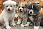 JAPANSE AKITA INU PUPPYS, Dieren en Toebehoren, België, 8 tot 15 weken, CDV (hondenziekte), Poolhond