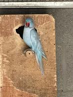 Halsbandparkiet, Dieren en Toebehoren, Vogels | Parkieten en Papegaaien
