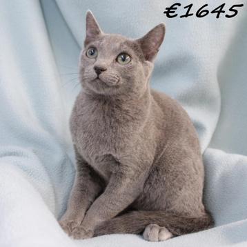 Blauwe Rus (katertje) kitten te koop, Dieren en Toebehoren, Kater, Gechipt, 0 tot 2 jaar