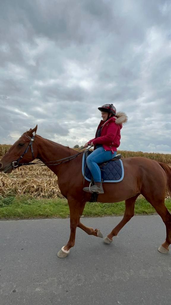 Ex draver zeer braaf voor kinderen enz, Dieren en Toebehoren, Paarden en Pony's | Verzorgingsproducten, Gebruikt, Ophalen