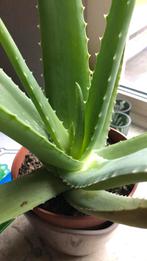 Aloe vera plant in plastic pot, Huis en Inrichting, Kamerplanten, Ophalen