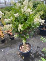 Ligustrum japonicum op stam, Enlèvement ou Envoi