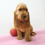 Engelse Cocker - Belgische pups te koop, Dieren en Toebehoren, Honden | Retrievers, Spaniëls en Waterhonden, CDV (hondenziekte)