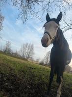 Unieke paint merrie, Jument