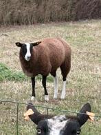 Schapen, Dieren en Toebehoren, Schapen, Geiten en Varkens, Meerdere dieren, Schaap
