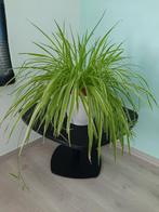 Kamerplant, Ophalen, In pot