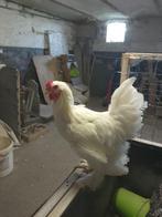 Hanen Brahma, Dieren en Toebehoren, Pluimvee
