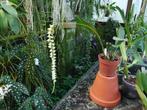Orchidee plant, Dendrochilum cobbianum, Huis en Inrichting, Ophalen, Overige soorten, Halfschaduw, In pot