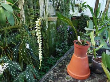 Orchidee plant, Dendrochilum cobbianum beschikbaar voor biedingen