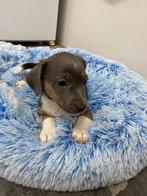 Sociale jack Russel pups uit geteste ouders, Dieren en Toebehoren, Parvo, België, Fokker | Hobbymatig, Jack Russell Terriër