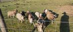Unieke kudde soay schapen, Dieren en Toebehoren, Schapen, Geiten en Varkens