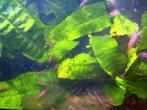 Zoetwater garnalen, Dieren en Toebehoren, Vissen | Aquariumvissen