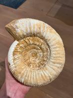 Grande ammonite de Madagascar - 1,6 kg, Enlèvement, Fossile