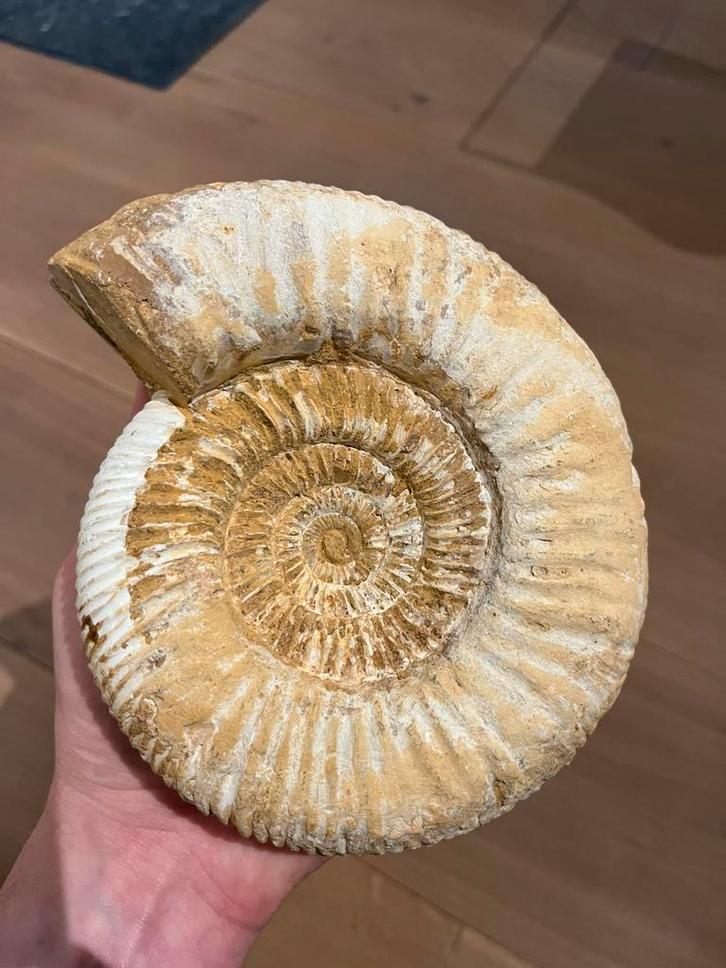 Grote ammoniet Madagaskar - 1.6kg, Verzamelen, Mineralen en Fossielen, Fossiel, Ophalen