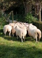 Aankoop van alle schapen en geiten., Dieren en Toebehoren, Meerdere dieren