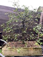 bonsai meidoorn - Craetagus, Tuin en Terras, Planten | Bomen, Halfschaduw, Overige soorten, Lente, Minder dan 100 cm