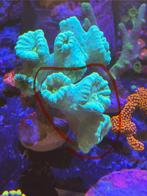 Caulustrea muntgroen, Dieren en Toebehoren, Vissen | Aquariumvissen