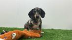 Gladharige Dwergteckel pups, België, 8 tot 15 weken, Korthaar, CDV (hondenziekte)