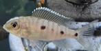 Copadichromis Mloto malawi cichliden, Dieren en Toebehoren, Vissen | Aquariumvissen, Vis, Zoetwatervis