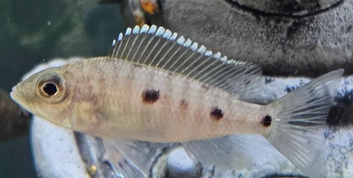 Copadichromis Mloto malawi cichliden, Dieren en Toebehoren, Vissen | Aquariumvissen, Zoetwatervis, Vis