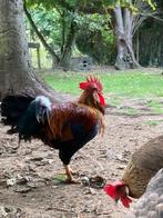 Leghorn sierhaan, Dieren en Toebehoren, Pluimvee, Mannelijk, Kip