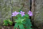 Geranium nodosum - Ooievaarsbek (vaste plant), Ophalen, Vaste plant