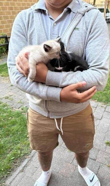 Kittens beschikbaar, Enlèvement