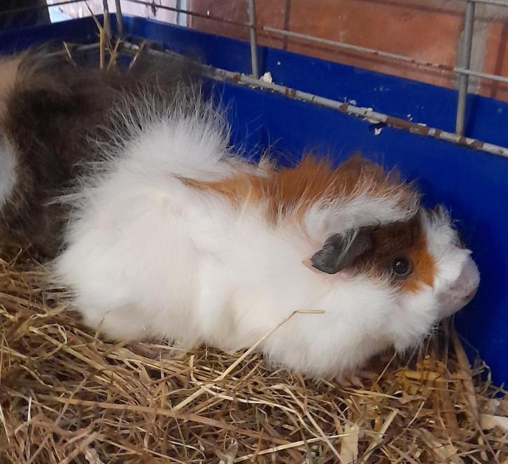 3 zeugjes en 1 beertje, Dieren en Toebehoren, Knaagdieren, Meerdere dieren, Cavia, Augustus